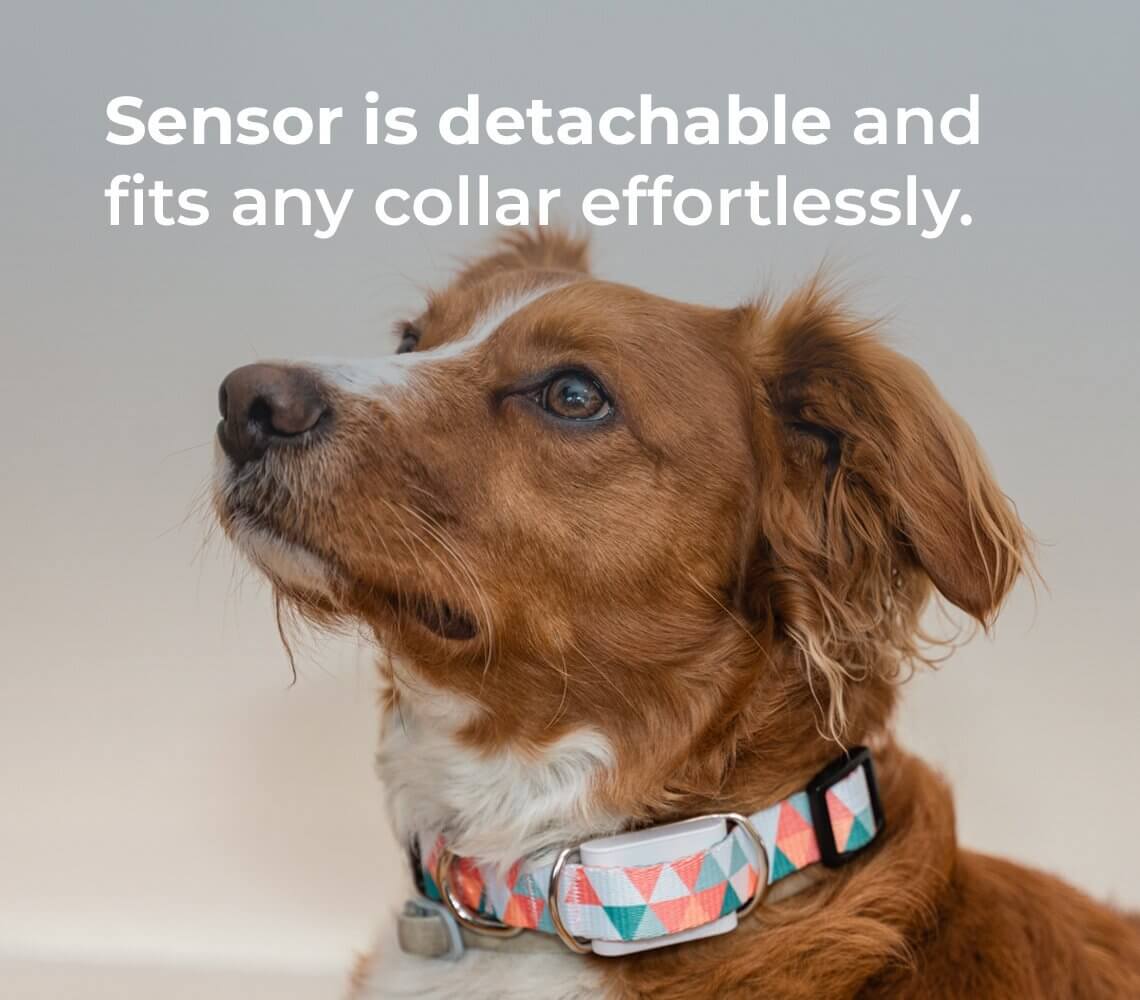 Maven Dog Health Tracker Membership